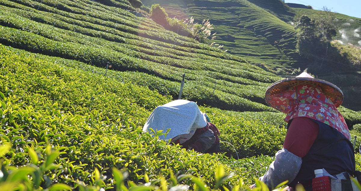 茶蘊人文 與時俱進 幸福品味 歷久彌新